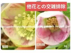2026年最新】パステリッシュストレインの人気アイテム - メルカリ