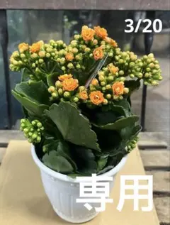 BeBe様 リクエスト 2点 まとめ商品