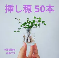 260620c 와이어 플랜트 10cm x 50