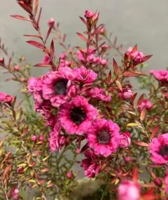 銅葉紅花ウツギ　庭木　花終わり　大きい株 専用の銅葉紅花ウツギ 庭木 花終わり 大きい株 - メルカリ
