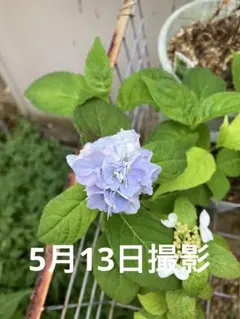 ポットごとヤマト便290】ヤマアジサイ 幼苗 紅てまり 山紫陽花 - メルカリ