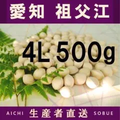 2026年新物 久寿 銀杏 ぎんなん 祖父江産 3L 1kg - メルカリ