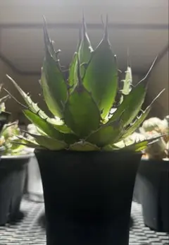 2025年最新】アガベ ホリダ 大株の人気アイテム - メルカリ