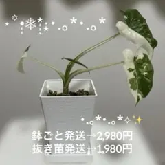 斑入り クワズイモ 2苗セット 値段交渉受付中 楽天市場】斑入り クワズイモの通販