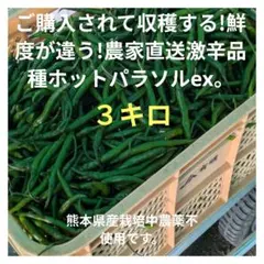 ご購入されて収穫する!農家直送!激辛品種ホットパラソルex10キロです ご購入されて収穫する!農家直送!鮮度抜群!激辛品種ホットパラソルex1