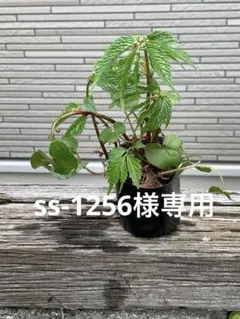 SS-1256໑様 リクエスト 2点 まとめ商品