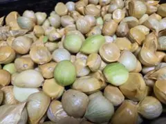 2025年最新】ジャンボ ニンニクの人気アイテム - メルカリ