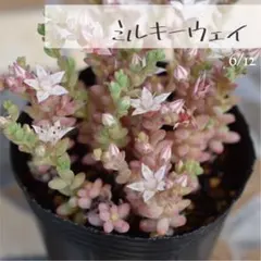 kumi.co♡様 リクエスト 4点 ＋速達 まとめ商品