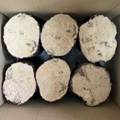 [무료 배송] 산란 나무, 잘 익은 참나무, 호다 나무, 사슴벌레, 굵은 6종