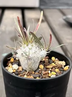 2026年最新】パキポディウム・グラキリスの人気アイテム - メルカリ