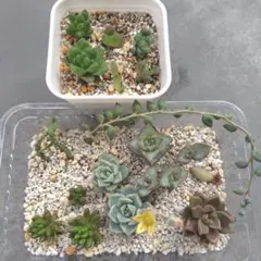 多肉植物セット