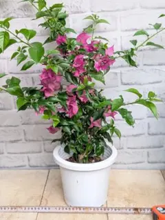 母の日特価！ブーゲンビリア 苗 苗木 宿根草 6号鉢 ブーゲンビレア 蕾