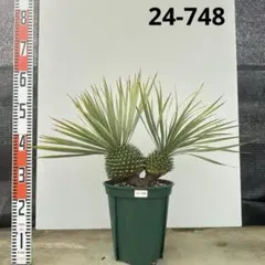 NASU様 リクエスト 2点 まとめ商品