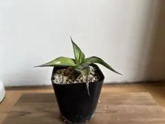 2026年最新】チャザロイの人気アイテム - メルカリ