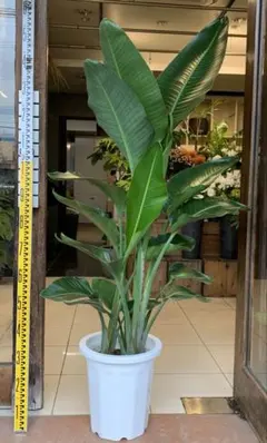 2025年最新】オーガスタ 10号の人気アイテム - メルカリ