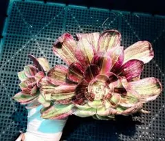 新入荷 超レア新品種 アエオニウム ワンダーアリス錦(脇芽あり) 法師錦