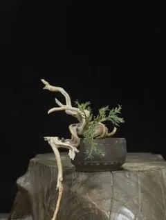 真柏8（タヌキ）のサムネイル