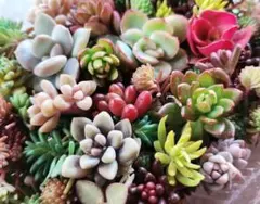 姫秀麗　ベラッディンベルノ　パリダム　他　セダム多肉植物　カット苗　紅葉