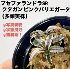 ブセファランドラ sp. クダガンピンクバリエガータ カミハタ便 - メルカリ