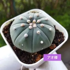 2025年最新】スーパー兜の人気アイテム - メルカリ