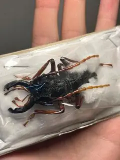 【美脚橙】カシクスオニノコギリカミキリ昆虫標本甲虫ハムシサソリタランチュラムカデ 美脚橙】カシクスオニノコギリカミキリ昆虫標本甲虫ハムシサソリ