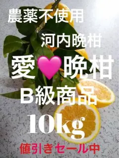 農薬不使用河内晩柑！「愛♡晩柑」木成りみかん10キロ！愛南町農園直送！のサムネイル