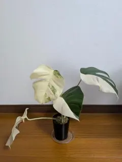 希少品種！斑入りモンステラ1鉢 ボルシギアナホワイトタイガー 白斑 新芽ありのサムネイル
