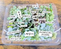 多肉植物　カット苗セットA‐3
