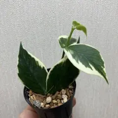 クジャクヤシ斑入り Caryota mitis variegated 3.5号 - メルカリ