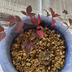 赤葉日高ミセバヤ 抜き苗 多肉植物 - メルカリ