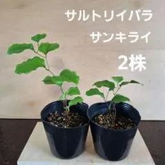 サルトリイバラ　サンキライ　2株　抜き苗のサムネイル