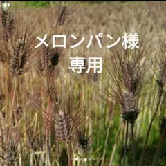 自然栽培　ダイシモチ麦3kg