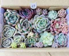 69 多肉植物　多肉弁当　詰め合わせ　寄せ植え　セット　韓国苗　カット苗　セダム