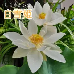 2026年最新】蓮の苗の人気アイテム - メルカリ