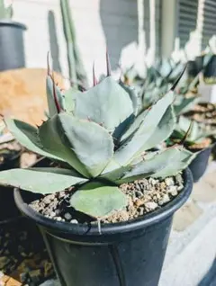 2025年最新】アガベ パリー ハンティントンの人気アイテム - メルカリ