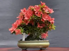 2026年最新】盆栽皐月の人気アイテム - メルカリ