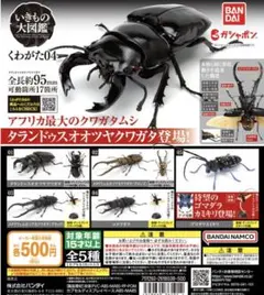 いきもの大図鑑　くわがた04　タランドゥスオオツヤクワガタ