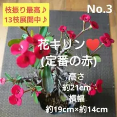 No.1【沖縄から♪】花キリン(レアな黄色)♥️枝振り最高♪ - メルカリ