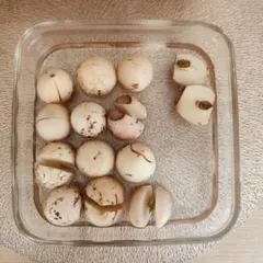 85●アボカド 種 皮むき済 12個 大小混合 発芽前のサムネイル