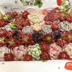 多肉植物⭐︎寄せ植えセット③⭐︎