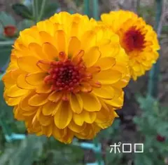 ポンポン咲　イエロー　レッド　菊　苗のサムネイル