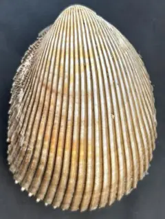 貝殻　　Vasticardiumcap 10.5x6.5cm