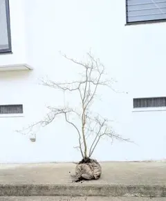 2025年最新】ヤマツツジの人気アイテム - メルカリ