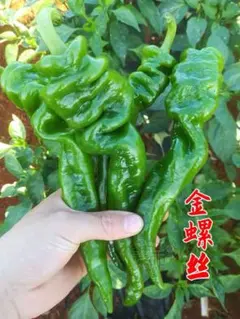 Cosmos様 リクエスト 4点 まとめ商品