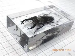 2025年最新】ミヤマクワガタ標本の人気アイテム - メルカリ