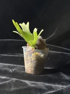 2026年最新】ビカクシダ omgの人気アイテム - メルカリ