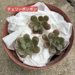 2025年最新】ぼのぼのさん苗の人気アイテム - メルカリ