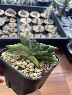 2025年最新】サンスベリアの人気アイテム - メルカリ