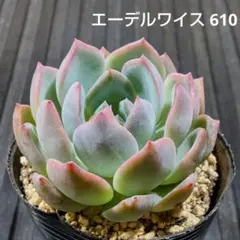 希少苗 コキリノさん 命名株 藤時鳥 メルカリ便 札付き・抜き苗 2026年最新】抜き苗の人気アイテム - メルカリ