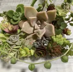 12/15(月)発送　多肉植物セダム　カット苗　寄せ植えミニセット②